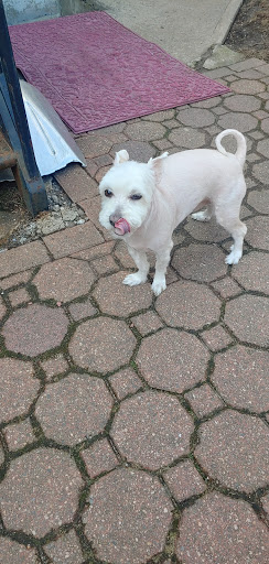 Pet Store «Cross Bronx Pet Shop», reviews and photos, 2064 Cross Bronx Expy, Bronx, NY 10472, USA