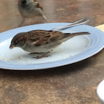 Photo n°1 de l'avis de Stefan.i fait le 20/10/2020 à 11:25 sur le  Pension Schloon - Idyll à Heringsdorf