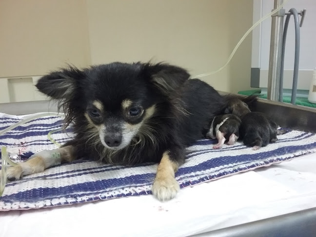 VETERINARIA CUEVA - Veterinario