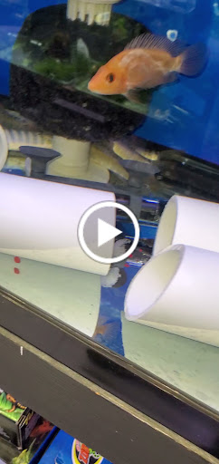 Pet Supply Store «Monster Aquarium Inc.», reviews and photos, 131-08 40 Rd, Flushing, NY 11354, USA