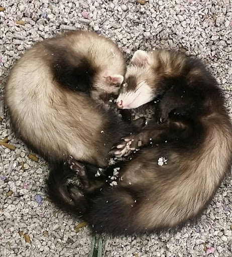 Pet Store «Petland Plano», reviews and photos, 1301 Custer Rd #405, Plano, TX 75075, USA