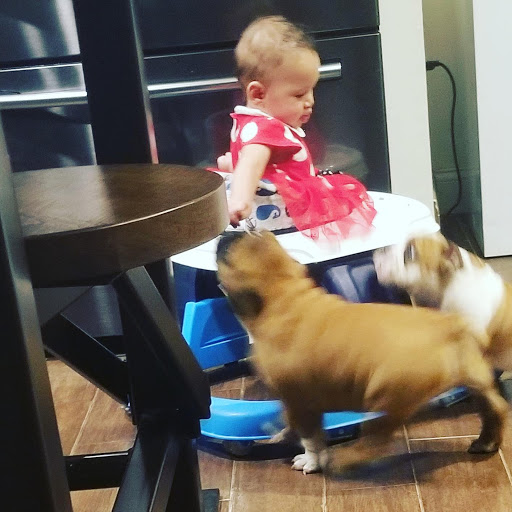 Pet Supply Store «Pet Supplies Plus», reviews and photos, 1031 Northwest Hwy, Garland, TX 75041, USA