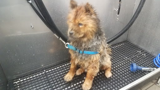 Pet Supply Store «Pet Supplies Plus», reviews and photos, 494 Westgate Dr, Brockton, MA 02301, USA