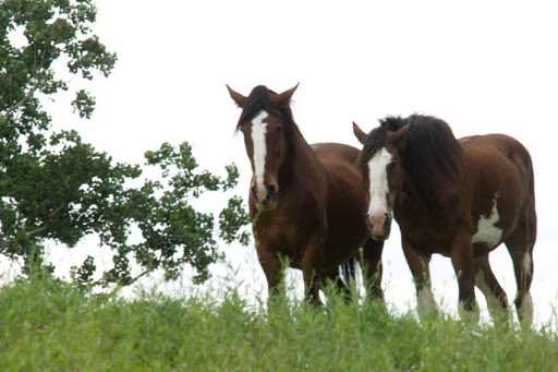 Bed & Breakfast «Shamrock Farm Bed & Breakfast», reviews and photos, 2388 Millville Rd, Lapeer, MI 48446, USA