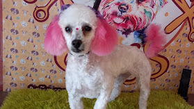 Peluqueria canina goss