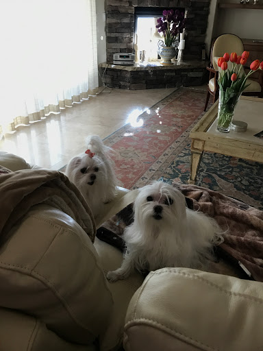 Hair Salon «Prestige Salon & Spa», reviews and photos, 1530 E Kemper Rd, Cincinnati, OH 45246, USA