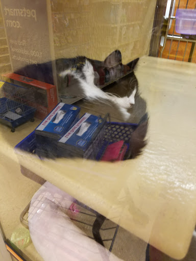 Pet Supply Store «PetSmart», reviews and photos, 1919 Wells Rd, Orange Park, FL 32073, USA