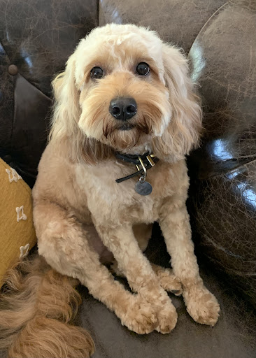 Pet Groomer «Fetching Styles, LLC», reviews and photos, 90 Foothills Pkwy c202, Marble Hill, GA 30148, USA