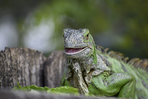 Pet Supply Store «Pet Supplies Plus», reviews and photos, 4923 Sheridan St, Hollywood, FL 33021, USA