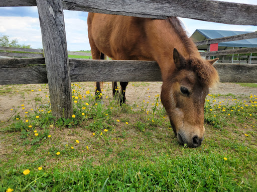 Farm «Clarks Elioak Farm LLC», reviews and photos, 10500 Clarksville Pike, Ellicott City, MD 21042, USA