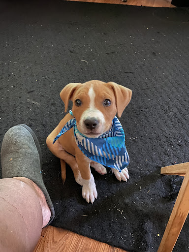 Pet Supply Store «PetSmart», reviews and photos, 225 NW Commons Loop, Lake City, FL 32055, USA