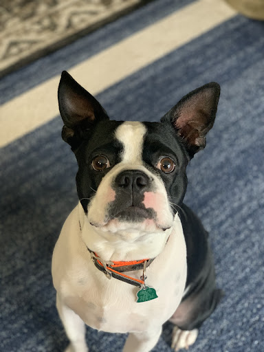 Pet Supply Store «Petco Animal Supplies», reviews and photos, 1450 Twixt Town Rd, Marion, IA 52302, USA