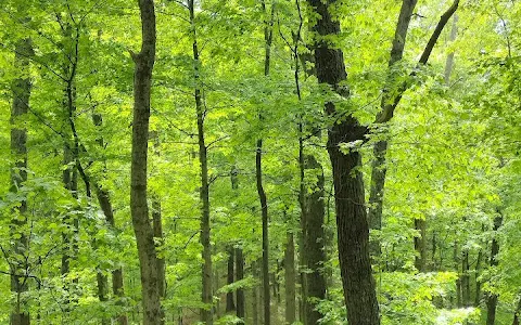 Scotts Gap Section - Jefferson Memorial Forest image