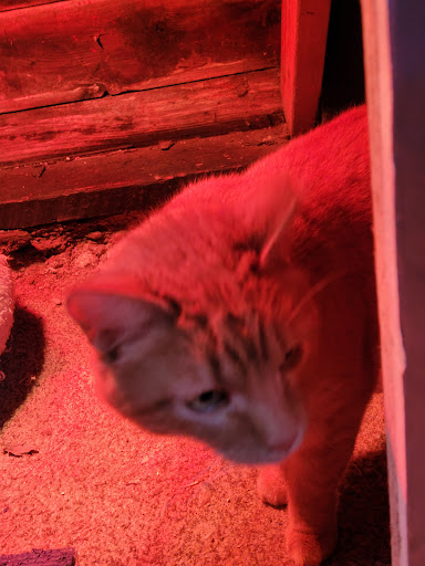 Pet Supply Store «Petco Animal Supplies», reviews and photos, 2140 E Blvd St, Kokomo, IN 46902, USA