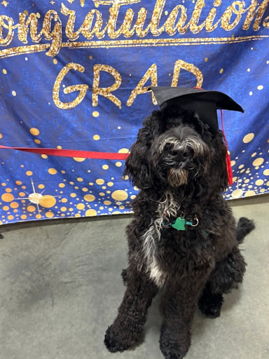 PetSmart Dog Training