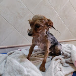 Photo n°1 de l'avis de alpacetto. fait le 05/09/2019 à 14:03 sur le  Rari Nantes Cagliari A.S.D à Cagliari