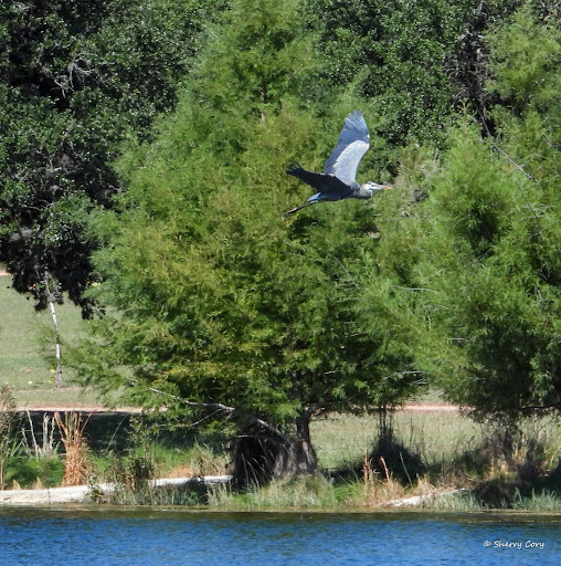 Nature Preserve «Joshua Springs Park and Preserve», reviews and photos, 716 Farm to Market 289, Comfort, TX 78013, USA