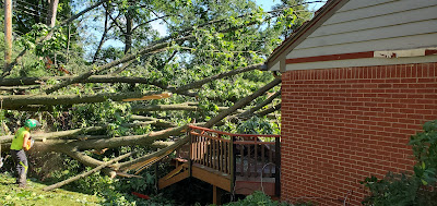 Joe and team did a great job taking down our 90 year old elm. The tree was partially over the house and several service
