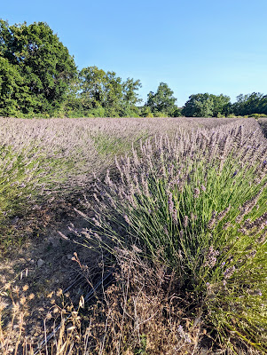 Champ de lavande à Barjac