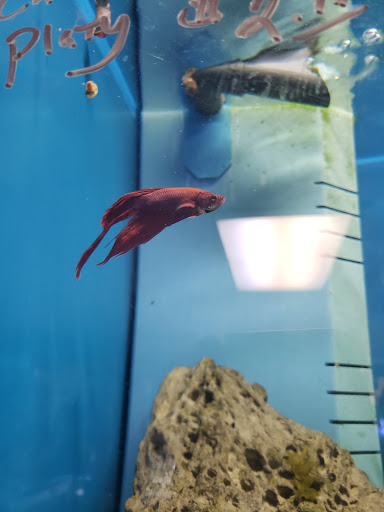 Pet Supply Store «Pet City Pets», reviews and photos, 1254 Ecorse Rd, Ypsilanti, MI 48198, USA