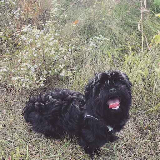 Pet Supply Store «PetPeople», reviews and photos, 1341 Stoneridge Dr, Gahanna, OH 43230, USA