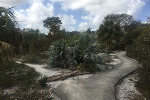 Lakeside Sand Pine preserve- scrub habitat