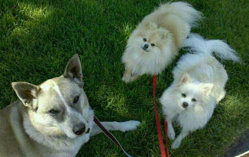 Pet Supply Store «Petco», reviews and photos, 3735 E Castro Valley Blvd, Castro Valley, CA 94552, USA