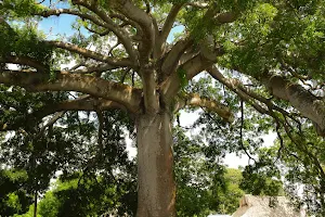 La Ceiba Gigante – Bonga image