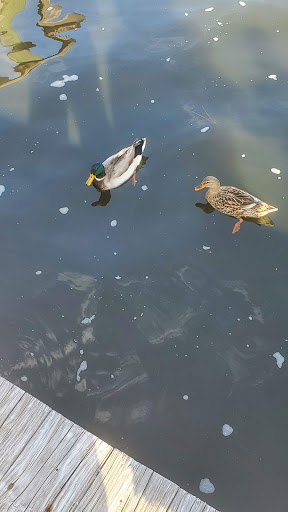 Sightseeing Tour Agency «Southern Star Dolphin Cruises», reviews and photos, 100 Harbor Blvd, Destin, FL 32541, USA