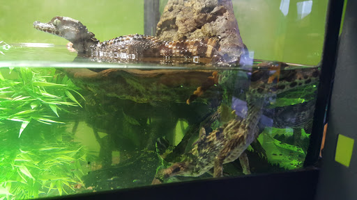 Reptile Store «Reptile Pets Direct», reviews and photos, 8088 Pat Booker Rd, Live Oak, TX 78233, USA