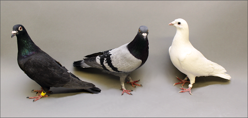 Pet Store «El Gallo Rojo Pet Shop», reviews and photos, 5901 N Armenia Ave, Tampa, FL 33603, USA