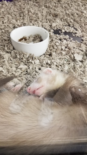 Pet Supply Store «Petco Animal Supplies», reviews and photos, 4161 N Harlem Ave, Norridge, IL 60706, USA