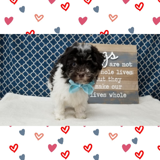 Pet Store «Happiness Is Pets», reviews and photos, 15647 94th Ave, Orland Park, IL 60462, USA