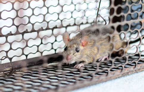 Pest Control Service «Life Pest Control», reviews and photos