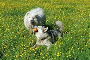 Secure Dog Walking Field Surrey image