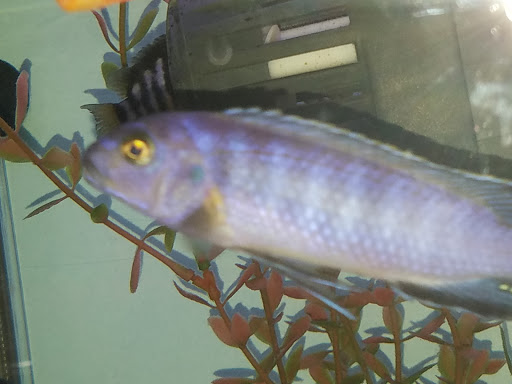 Pet Supply Store «Pet Supplies Plus», reviews and photos, 1663 Mineral Spring Ave, North Providence, RI 02904, USA