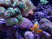 Saltwater Solutions Aquariums Inc - Photo 9 - Car repair in Bonita Springs, FL, Bonita Springs