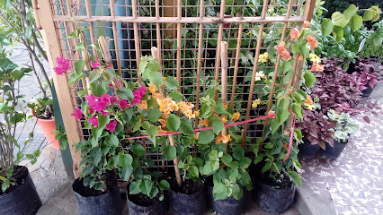 Plantas y Flores Doña María