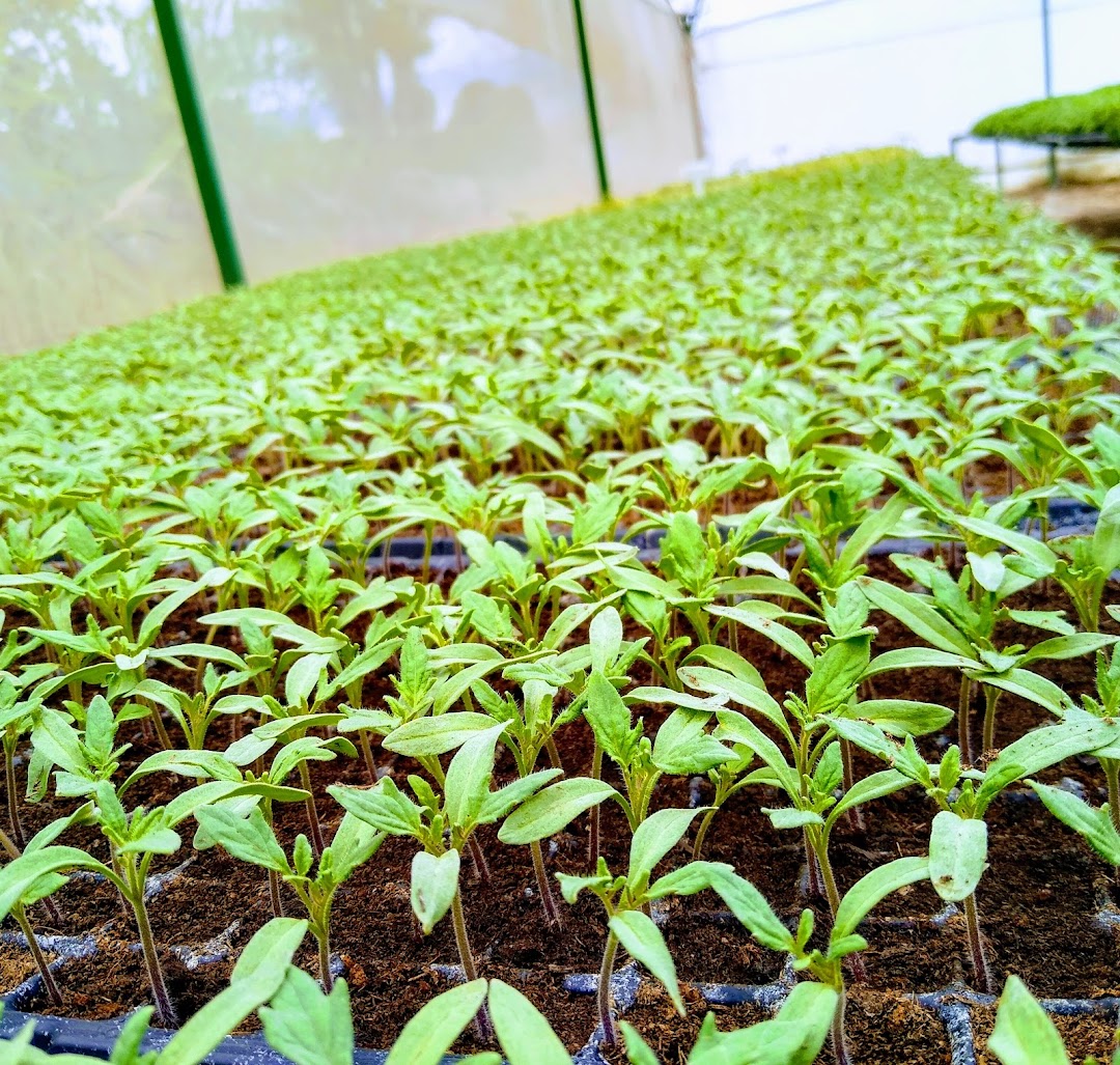 Plantuladora ROLAGRO