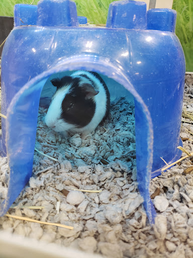 Pet Supply Store «PetSmart», reviews and photos, 11400 Financial Centre Pkwy, Little Rock, AR 72211, USA