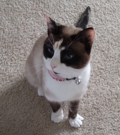 Pet Supply Store «Pet Supplies Plus», reviews and photos, 1137 Annapolis Rd, Odenton, MD 21113, USA