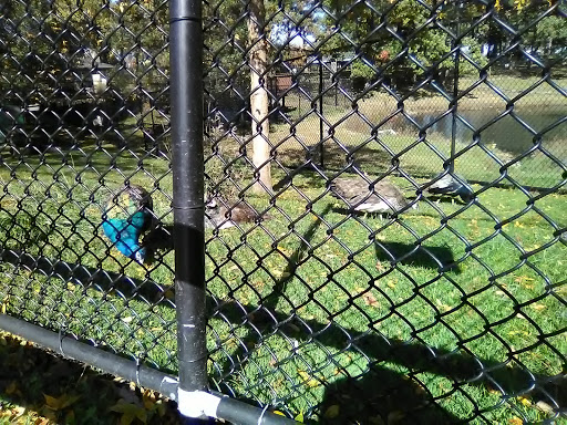 Park «Phillips Park», reviews and photos, 901 Ray Moses Dr, Aurora, IL 60505, USA