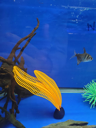 Pet Store «Corals and Fins», reviews and photos, 5011 W Hillsborough Ave, Tampa, FL 33634, USA