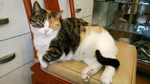 Bicycle Store «Cain Park Bicycle», reviews and photos, 1904 Lee Rd, Cleveland, OH 44118, USA