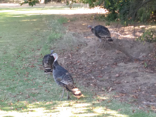 Golf Course «Campus Commons Golf Course», reviews and photos, 2 Cadillac Dr, Sacramento, CA 95825, USA