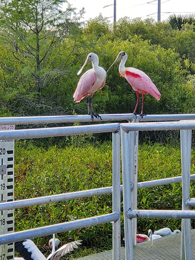 Nature Preserve «Karen T. Marcus Sandhill Crane Access Park», reviews and photos, 8175 PGA Boulevard, Palm Beach Gardens, FL 33418, USA