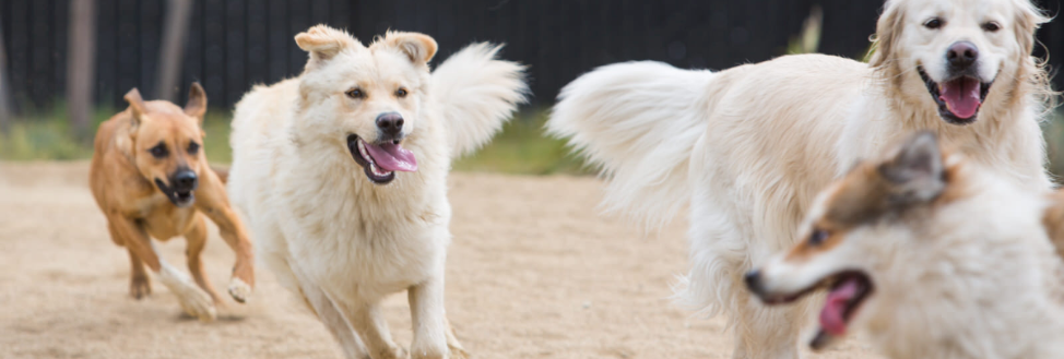 Pet Camp San Francisco