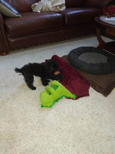 Pet Store «Perfect Pets», reviews and photos, 6840 S University Blvd #410, Centennial, CO 80122, USA