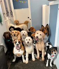 Lewis & Bark Dog Daycare, Grooming, and Training - Car repair in Shrewsbury, MA, Worcester - Rated 5.0/5