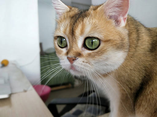 แมวดื้อรักษาสัตว์ | Naughty Cat Pet Clinic